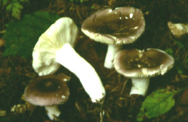  Image name: Russula_virescens8.jpg 
 width: 383 pixel 
 height: 248 pixel 
 Size: 41570 bytes 
 Click to enlarge 